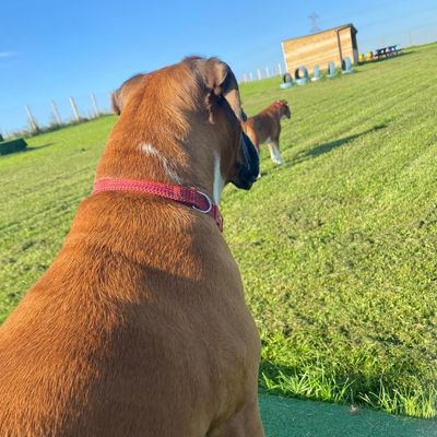 Furfields Dog Park gallery 1