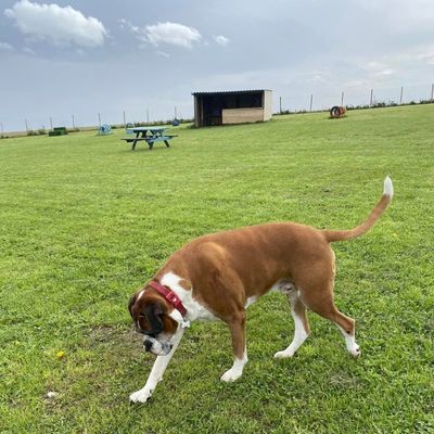 Furfields Dog Park gallery 2