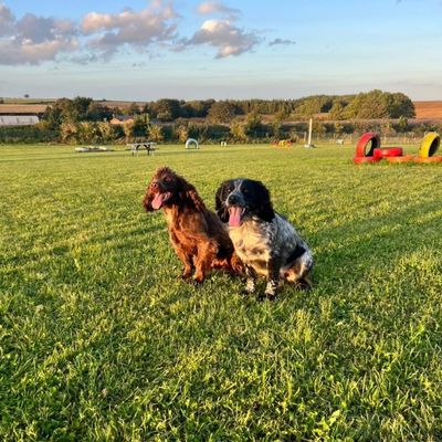 Furfields Dog Park gallery 4