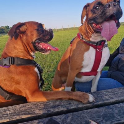 Furfields Dog Park gallery 5