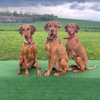 Furfields Dog Park gallery 6