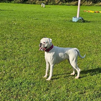 Furfields Dog Park gallery 7