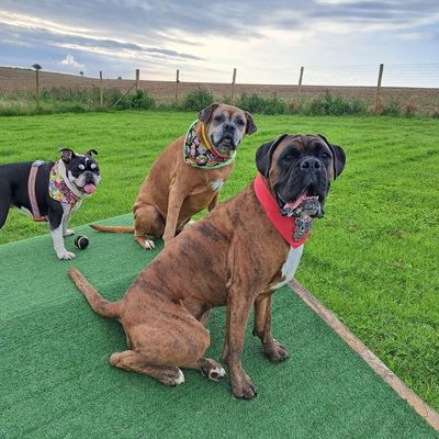 Furfields Dog Park gallery 8