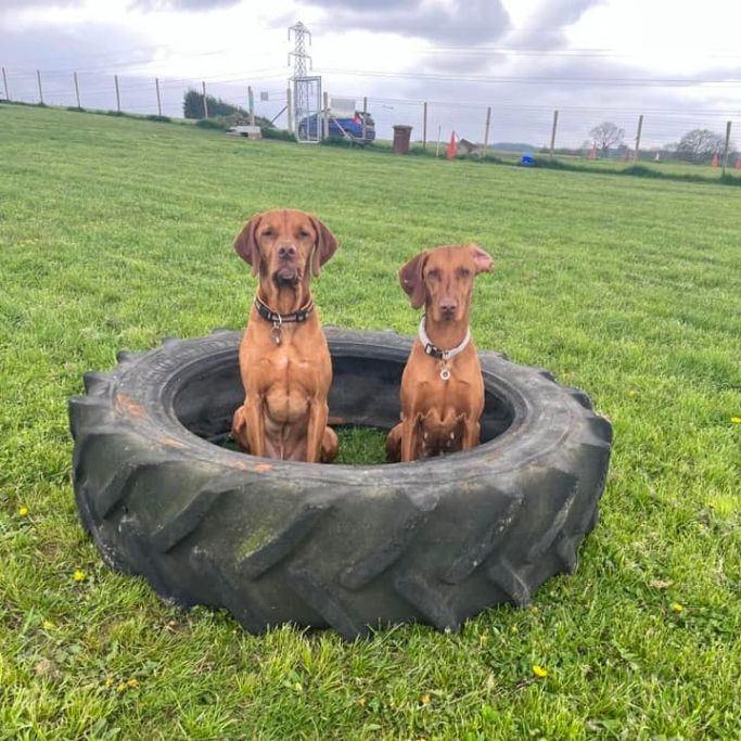 Safe secure dog park